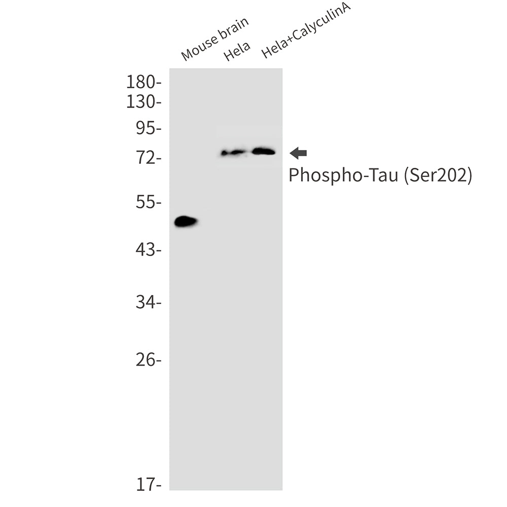 Anti-Phospho-Tau (Ser202) Rabbit Monoclonal Antibody
