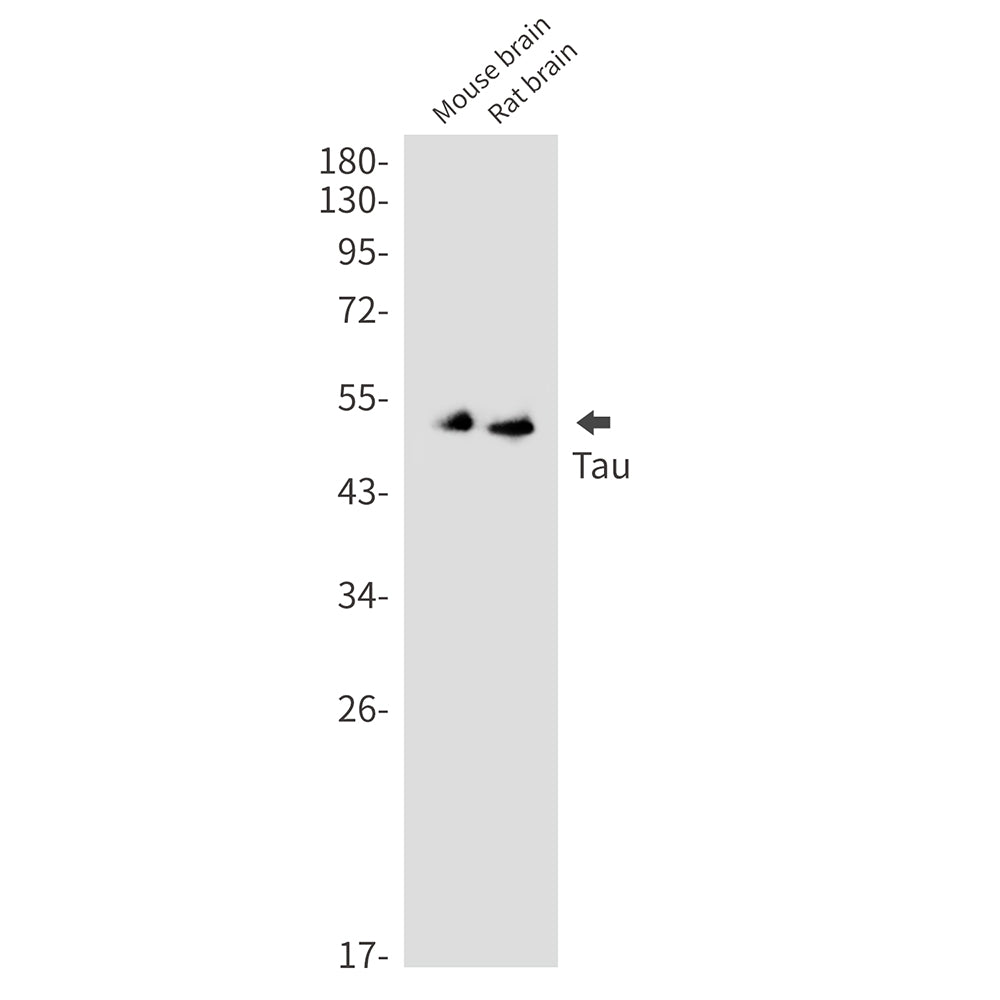 Anti-Tau Rabbit Monoclonal Antibody