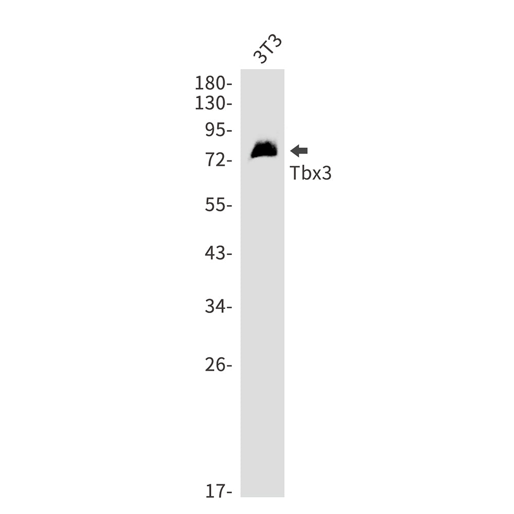 Anti-T Box Protein 3 Rabbit Monoclonal Antibody