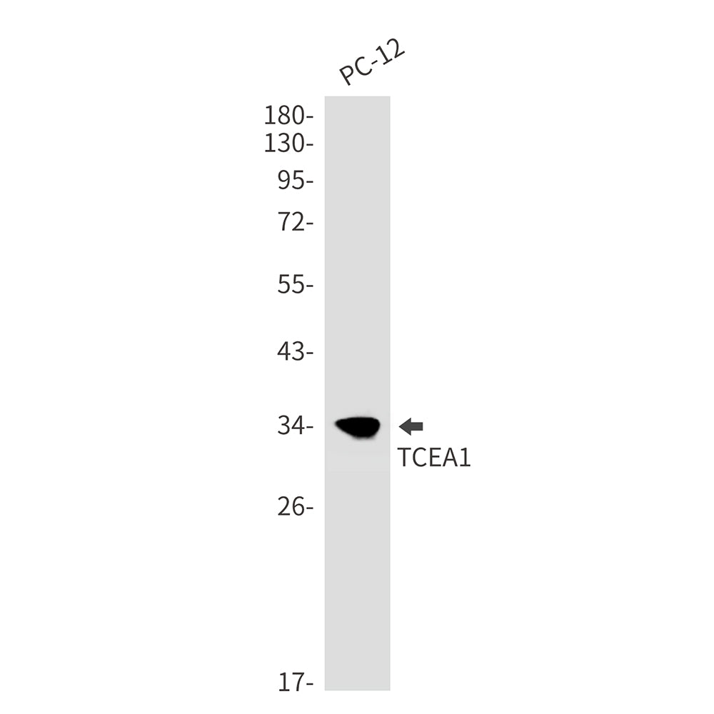 Anti-TCEA1 Rabbit Monoclonal Antibody