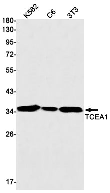 Anti-TCEA1 Rabbit Monoclonal Antibody
