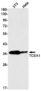 Anti-TCEA1 Rabbit Monoclonal Antibody