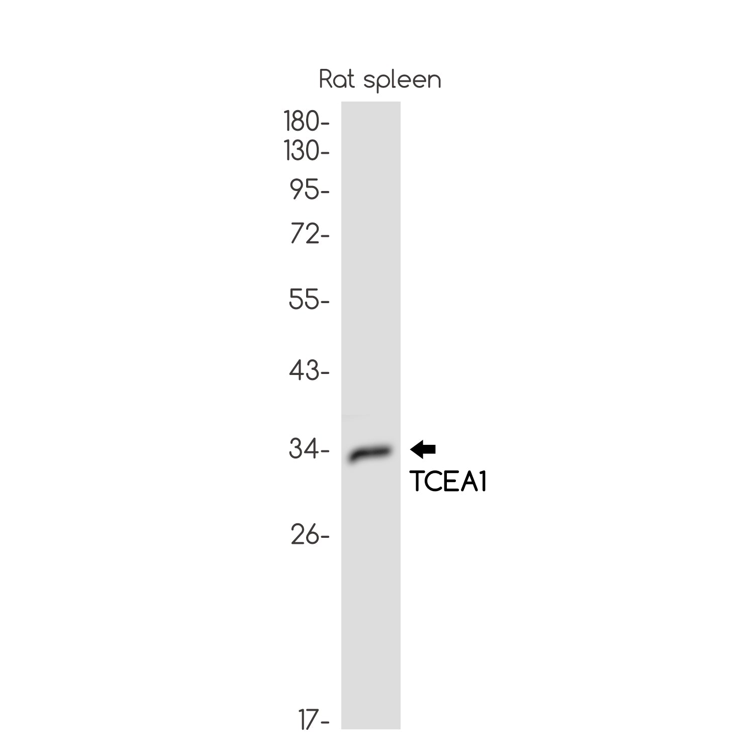 Anti-TCEA1 Rabbit Monoclonal Antibody