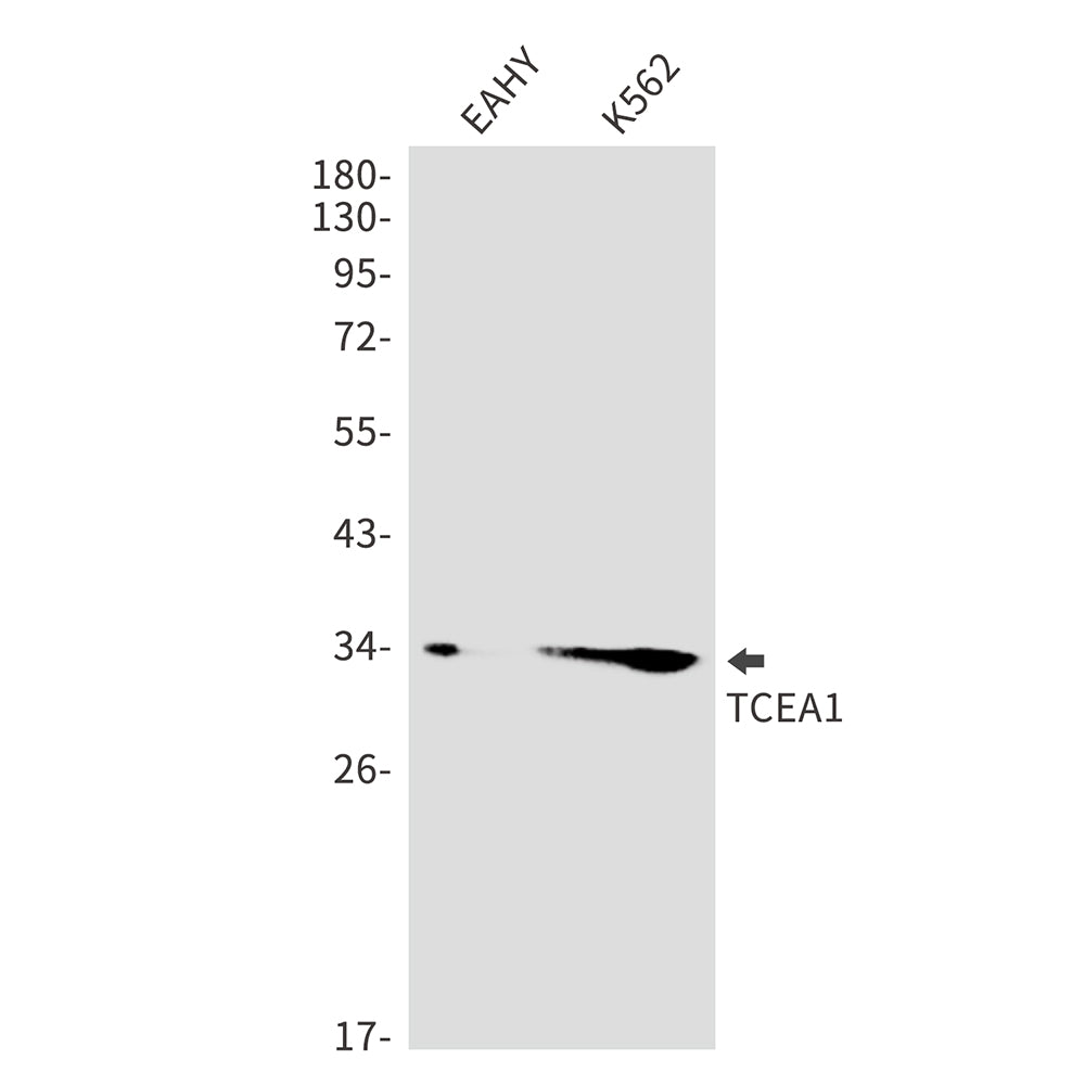 Anti-TCEA1 Rabbit Monoclonal Antibody