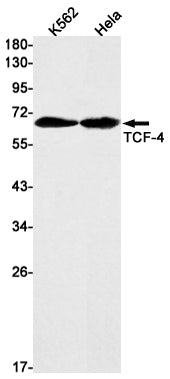 Anti-Transcription Factor 7 Like 2 Rabbit Monoclonal Antibody