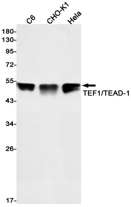 Anti-Transcriptional Enhancer Factor TEF 1 Rabbit Monoclonal Antibody