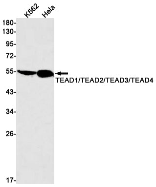 Anti-Transcriptional Enhancer Factor TEF Rabbit Monoclonal Antibody