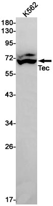 Anti-Tec Rabbit Monoclonal Antibody