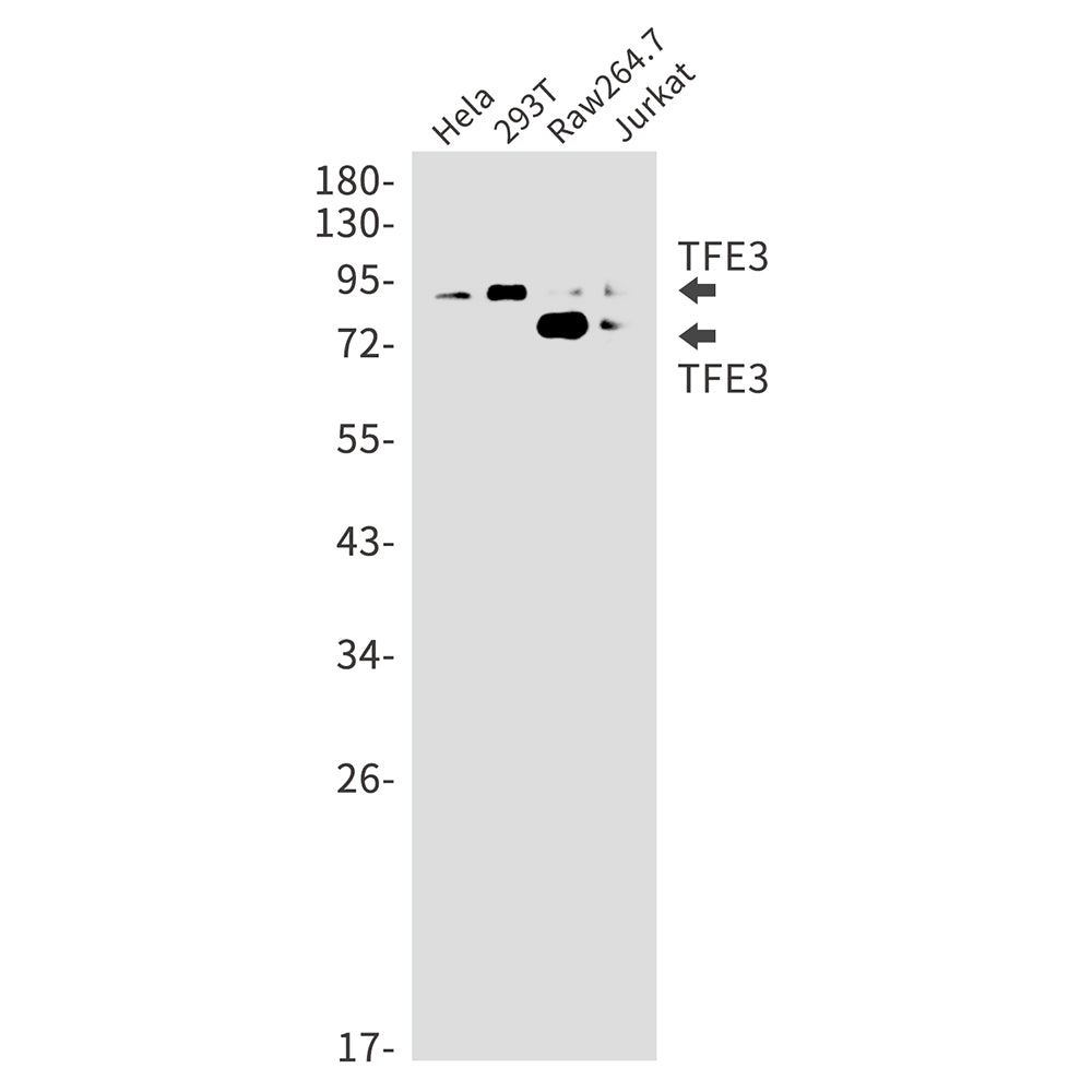 Anti-Transcription Factor E3 Rabbit Monoclonal Antibody