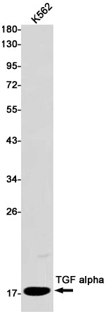 Anti-TGF alpha Rabbit Monoclonal Antibody