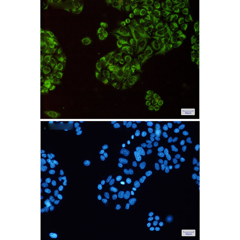 Anti-Thioredoxin 2 Rabbit Monoclonal Antibody