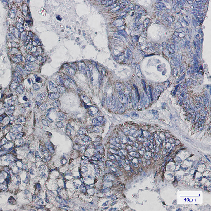 Anti-Thioredoxin 2 Rabbit Monoclonal Antibody