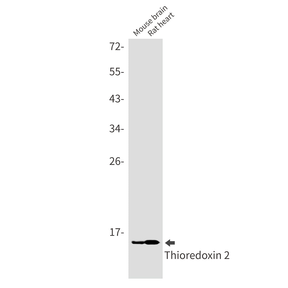 Anti-Thioredoxin 2 Rabbit Monoclonal Antibody