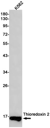 Anti-Thioredoxin 2 Rabbit Monoclonal Antibody