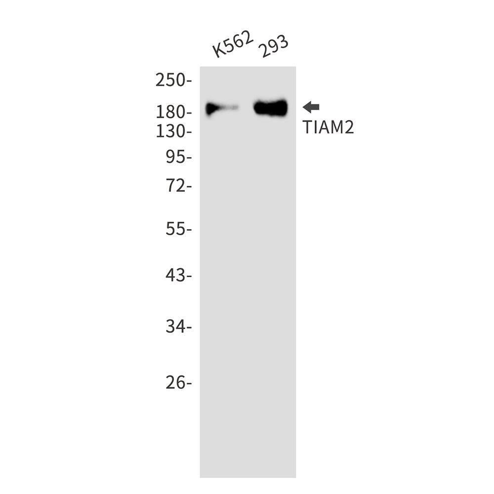 Anti-TIAM2 Rabbit Monoclonal Antibody