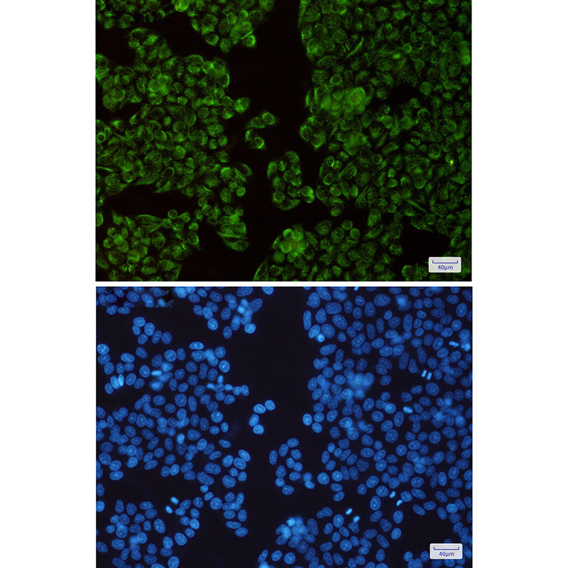 Anti-TIMM44 Rabbit Monoclonal Antibody