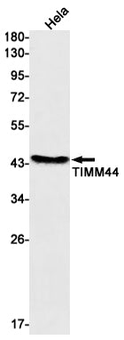 Anti-TIMM44 Rabbit Monoclonal Antibody
