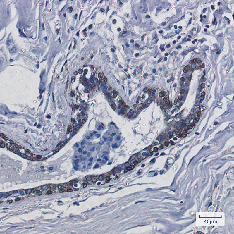 Anti-Transmembrane Protein 43 Rabbit Monoclonal Antibody