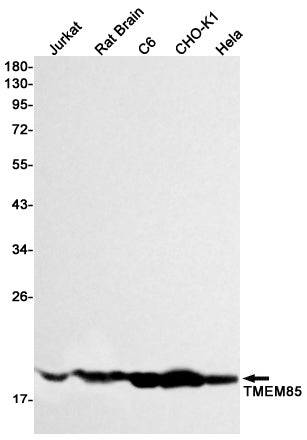 Anti-Transmembrane Protein 85 Rabbit Monoclonal Antibody