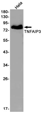 Anti-TNFAIP3 Rabbit Monoclonal Antibody