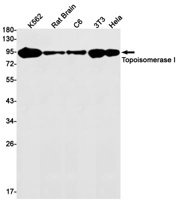 Anti-Topoisomerase I Rabbit Monoclonal Antibody