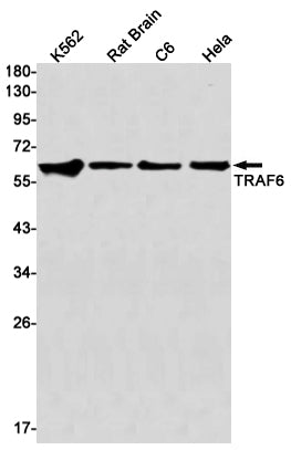 Anti-TRAF6 Rabbit Monoclonal Antibody