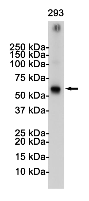 Anti-TRAF6 Rabbit Monoclonal Antibody