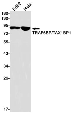 Anti-TAX1BP1 Rabbit Monoclonal Antibody