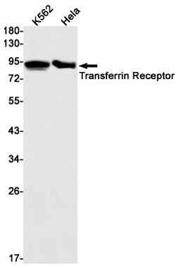 Anti-Transferrin Receptor 1 Rabbit Monoclonal Antibody