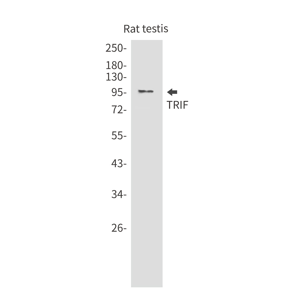 Anti-TRIF Rabbit Monoclonal Antibody