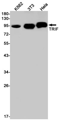 Anti-TRIF Rabbit Monoclonal Antibody