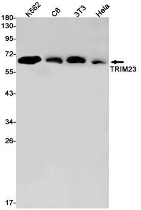Anti-TRIM23 Rabbit Monoclonal Antibody