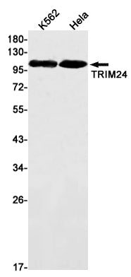 Anti-TRIM24 Rabbit Monoclonal Antibody