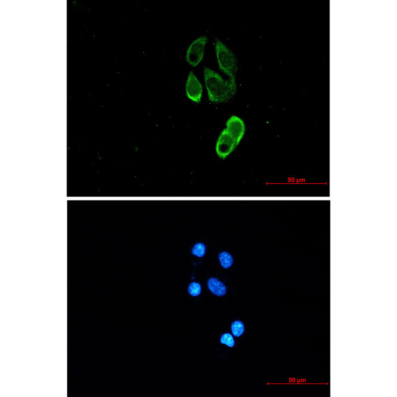 Anti-TRIM25 Rabbit Monoclonal Antibody