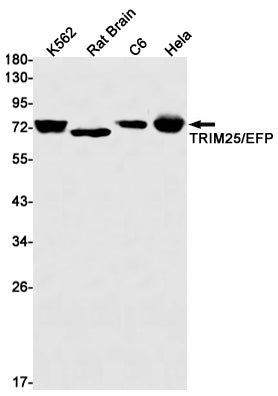 Anti-TRIM25 Rabbit Monoclonal Antibody
