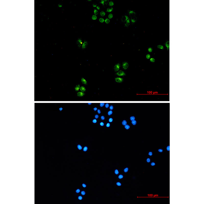 Anti-TFG Rabbit Monoclonal Antibody