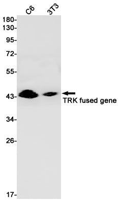 Anti-TFG Rabbit Monoclonal Antibody