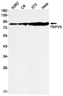 Anti-TrpV5 Rabbit Monoclonal Antibody