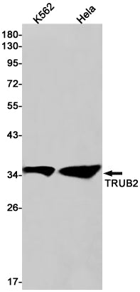 Anti-TRUB2 Rabbit Monoclonal Antibody