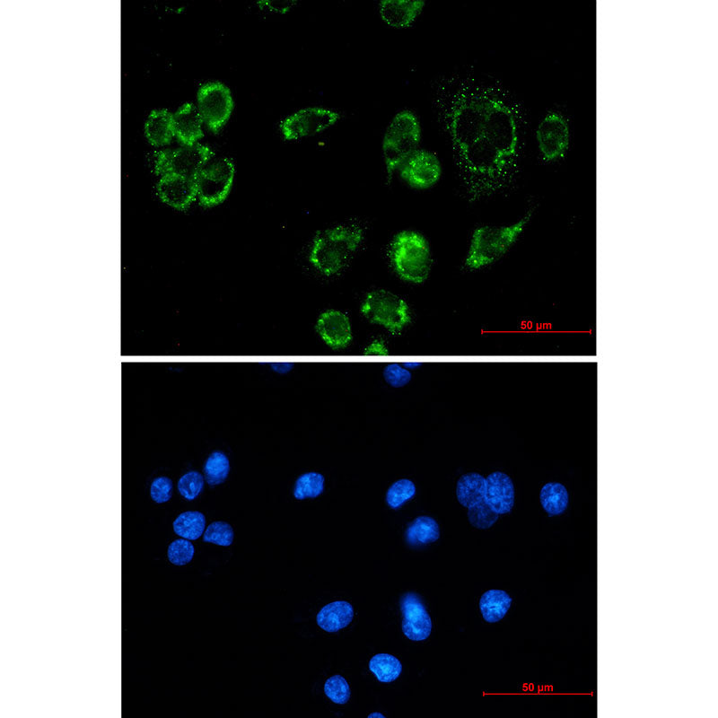 Anti-Mitochondrial Fission 1 Protein Rabbit Monoclonal Antibody