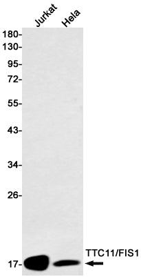 Anti-Mitochondrial Fission 1 Protein Rabbit Monoclonal Antibody