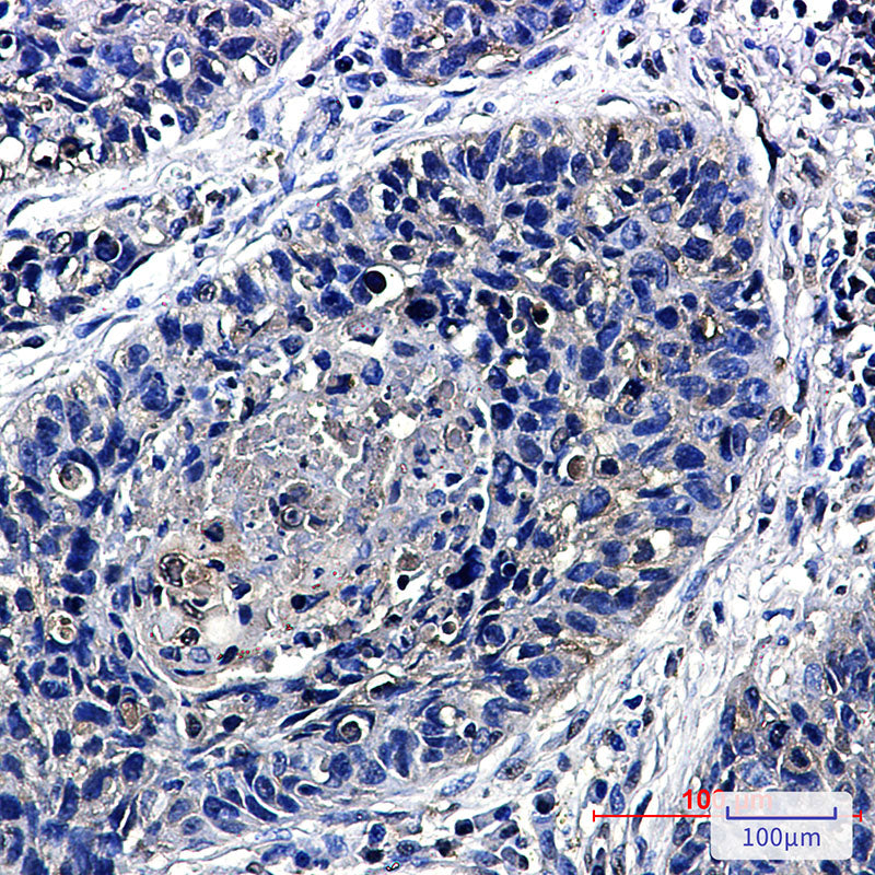 Anti-Transcription Termination Factor 2 Rabbit Monoclonal Antibody