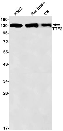 Anti-Transcription Termination Factor 2 Rabbit Monoclonal Antibody