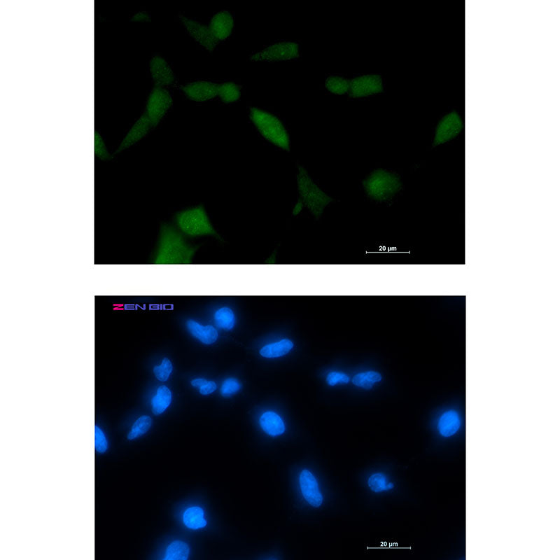 Anti-TPPP Rabbit Monoclonal Antibody