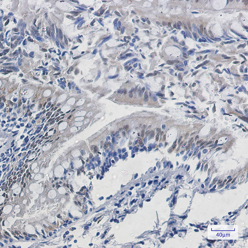 Anti-TPPP Rabbit Monoclonal Antibody