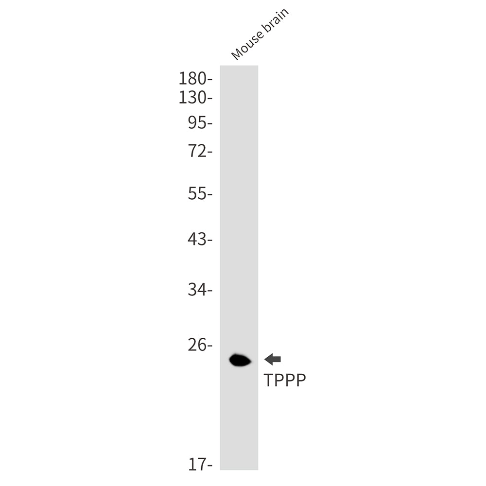 Anti-TPPP Rabbit Monoclonal Antibody