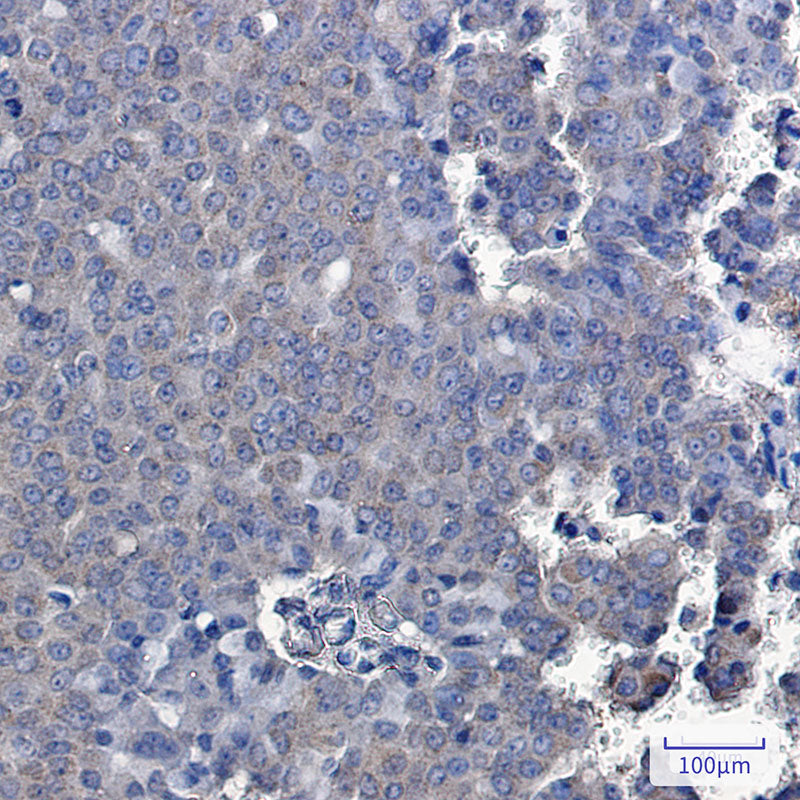 Anti-TXNDC9 Rabbit Monoclonal Antibody