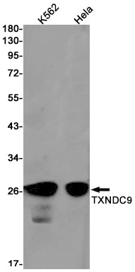 Anti-TXNDC9 Rabbit Monoclonal Antibody