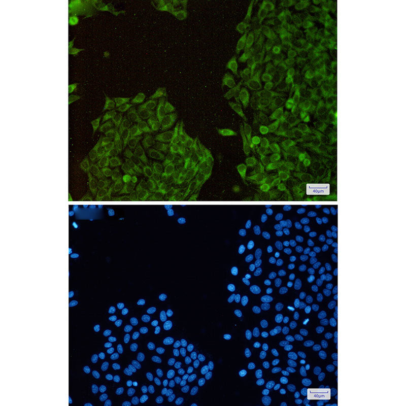 Anti-Thioredoxin Like Protein 1 Rabbit Monoclonal Antibody