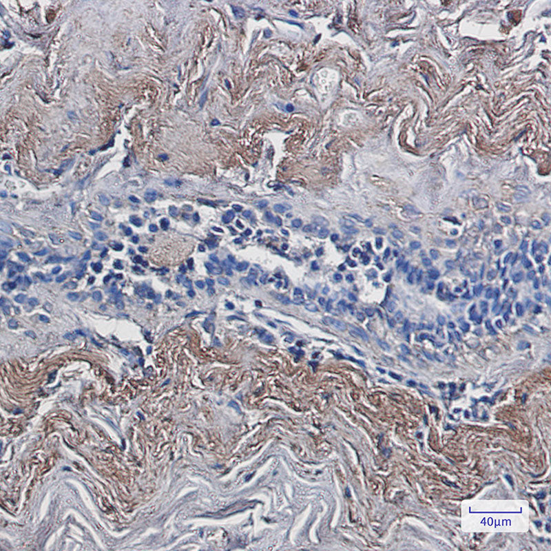 Anti-Thioredoxin Like Protein 1 Rabbit Monoclonal Antibody